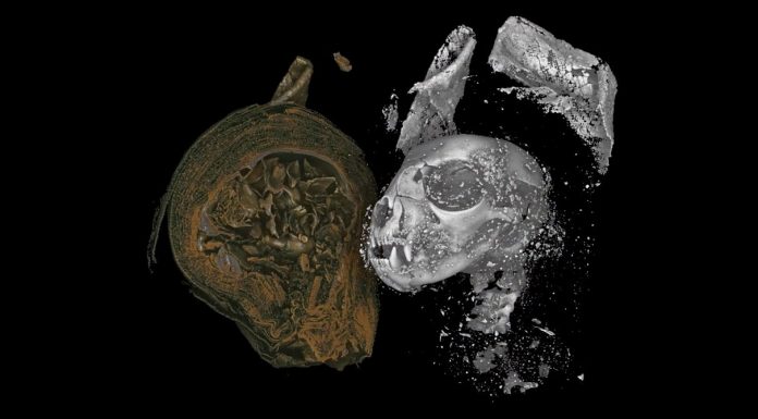 Ever Seen Inside a Mummified Cat? Well Now You Have