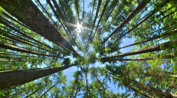 Redwood offers full-stack, serverless Jamstack