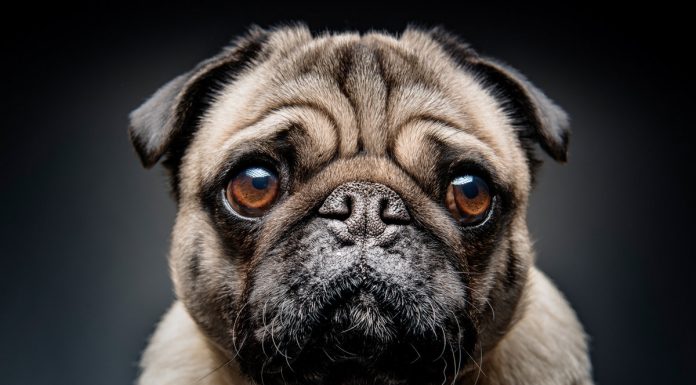 Servo browser engine adopted by Linux Foundation