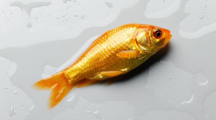The Genome of Your Pet Fish Is Extremely Weird