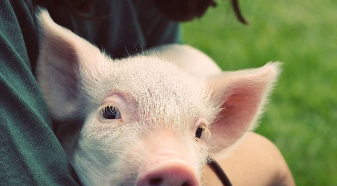 Want to help animals? Here’s where to donate your money.