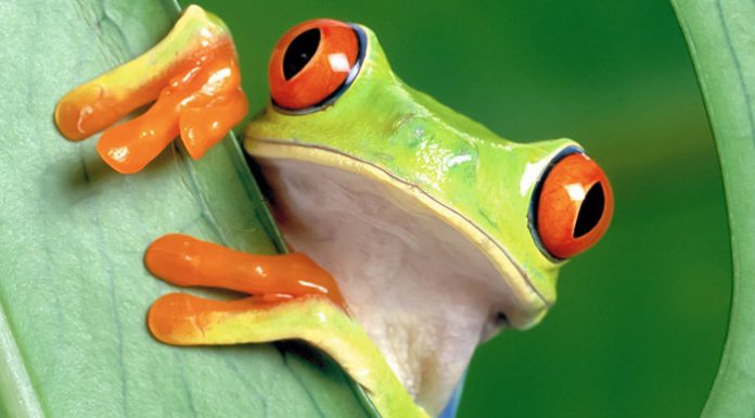 JFrog devops users freed from Docker Hub image-pull limits