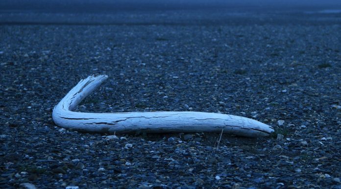 Million-Year-Old DNA Rewrites Mammoths’ Evolutionary Tree