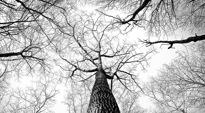 NPM CLI 7 arrives with Workspaces