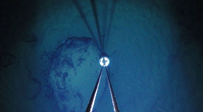 Scientists Find Strange Critters Under a Half Mile of Ice