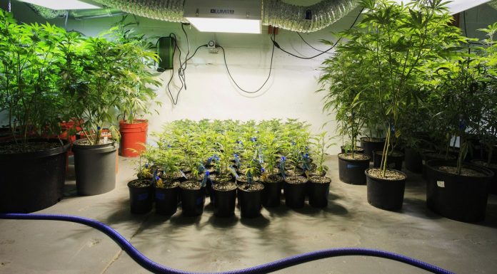 Indoor-Grown Weed Is Spewing Carbon Into the Atmosphere