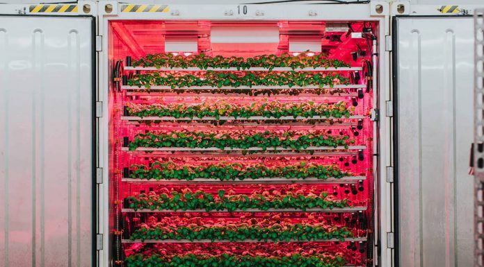 New technology to grow leafy greens – 4BC