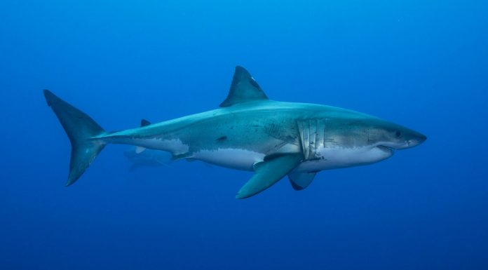Sharks Use the Earth’s Magnetic Field Like a Compass
