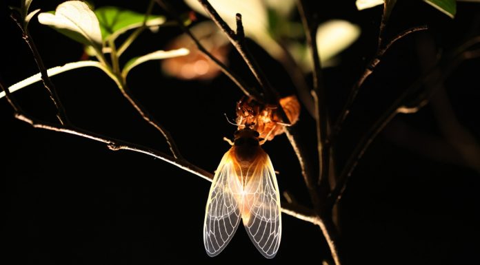 The Brood X cicadas are here — and yes, there’s an app for that