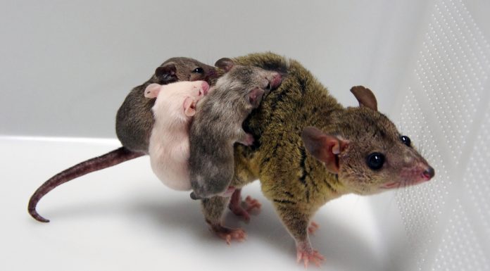 An albino opossum proves CRISPR works for marsupials, too