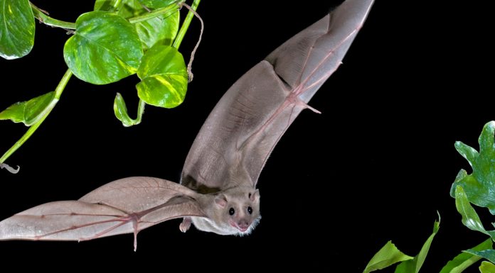Bats’ brains predict their next move during flight