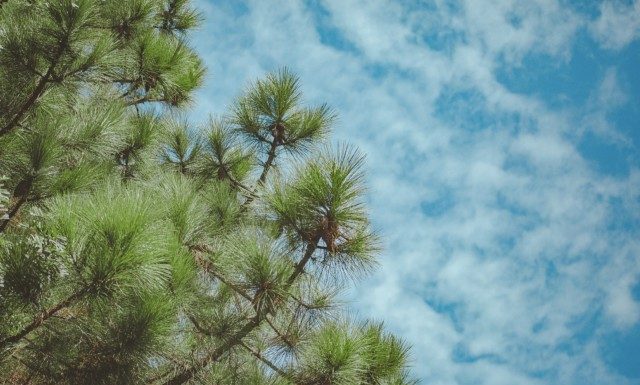 Leaf Resources’ green technology reshapes pine chemical market – Small Caps