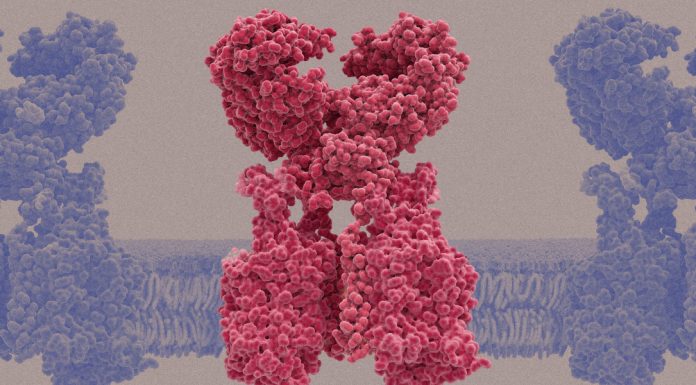 Can you spot the fake receptor? The coronavirus can’t either.