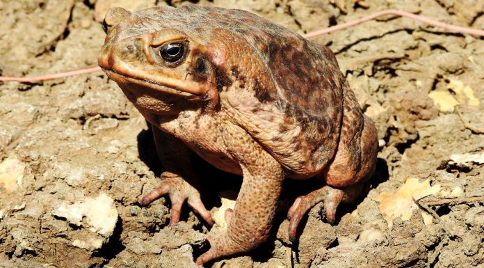 Nothing Can Eat Australia’s Cane Toads—So They Eat Each Other