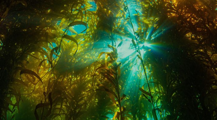 Companies hoping to grow carbon-sucking kelp may be rushing ahead of the science