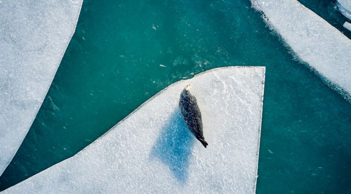In a Tiny Arctic Town, Food Is Getting Harder to Come By