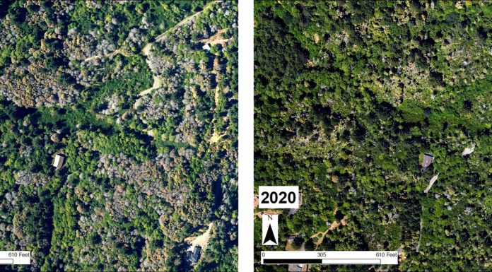Oregon Is Burning Trees in Order to Save Them