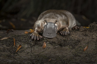 Platypus detectives use crime scene technology to unlock monotreme mysteries – Sydney Morning Herald
