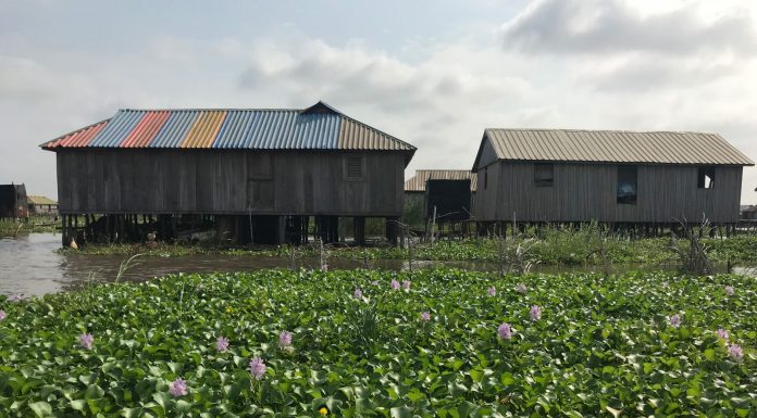 Satellites Can Spy a Menace in West Africa: Invasive Flowers