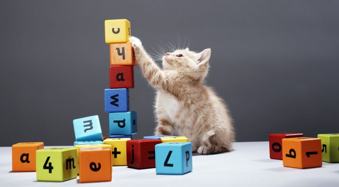 Spoil Your Cat With Our Favorite Gear