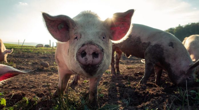 Surgeons have successfully tested a pig’s kidney in a human patient