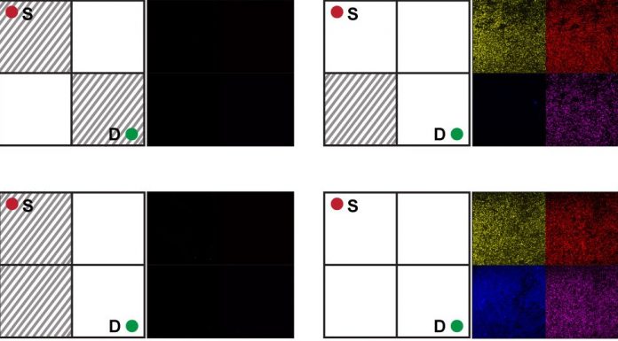 An E. coli biocomputer solves a maze by sharing the work