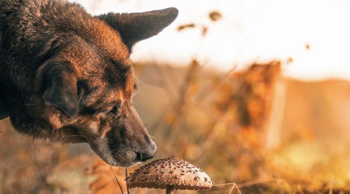 Did you (or your dog) eat a suspicious mushroom? These very online mycologists want to help.