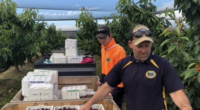 AgPick Technology moves into cherries – Fruitnet