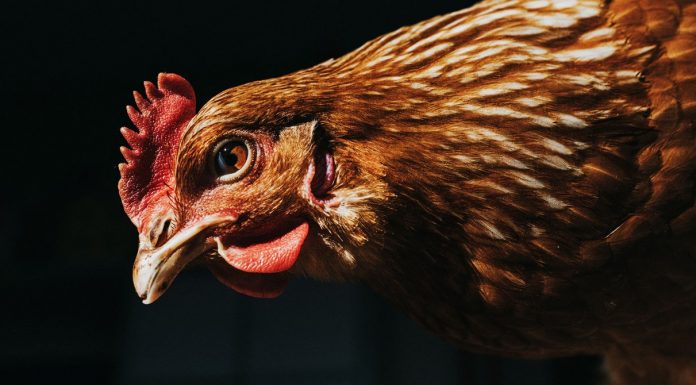 Antibiotic Use in US Farm Animals Was Falling. Now It’s Not