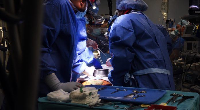 A gene-edited pig’s heart has been transplanted into a human for the first time