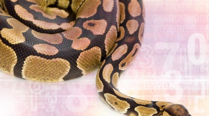 IPython REPL update advances code formatting