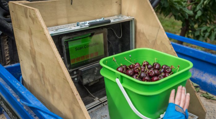 Tarras Cherry Corp utilises RFID technology – Fruitnet