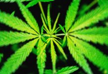 A Proposed Federal THC Ban Would ‘Wipe Out’ Hemp Products That Get People High