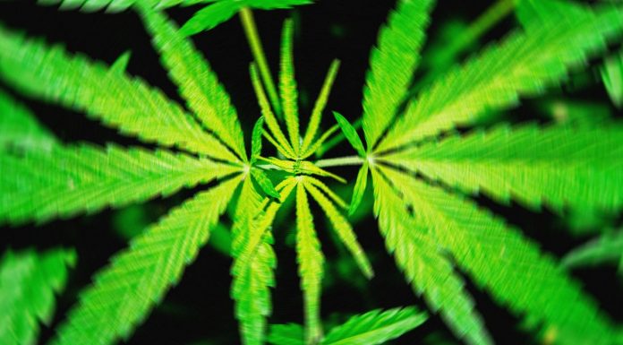 A Proposed Federal THC Ban Would ‘Wipe Out’ Hemp Products That Get People High