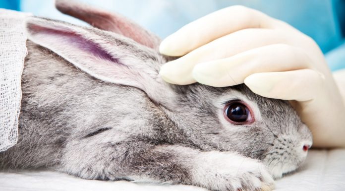 These technologies could help put a stop to animal testing