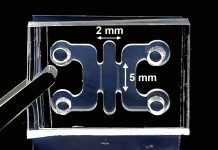 Researchers are getting organoids pregnant with human embryos