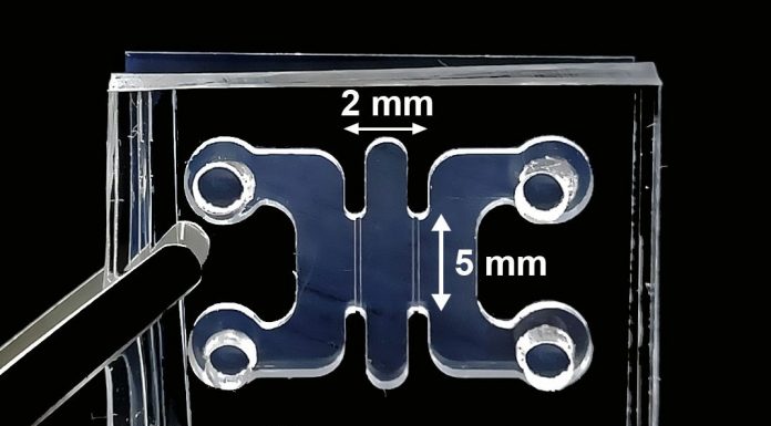 Researchers are getting organoids pregnant with human embryos