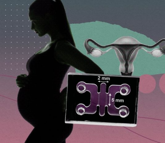 The Download: mimicking pregnancy’s first moments in a lab, and AI parameters explained