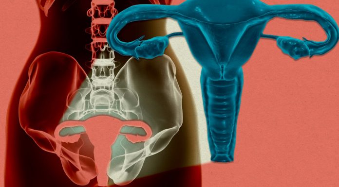 A woman’s uterus has been kept alive outside the body for the first time