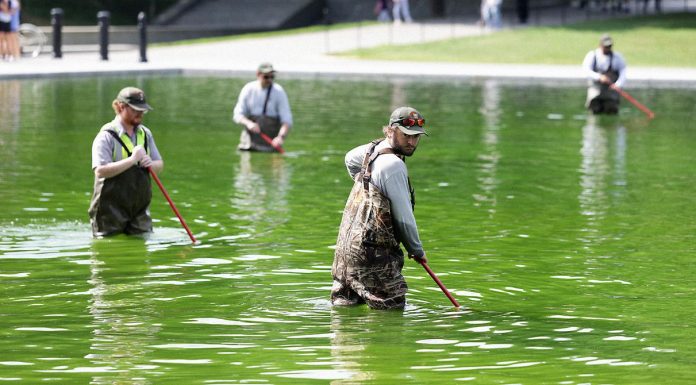 Why the Reflecting Pool Is Full of Algae After Trump’s Renovation
