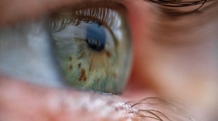 A device that revives eyeballs from dead donors could make eye transplants possible