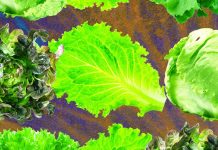Why Lettuce Is Always Making People Sick