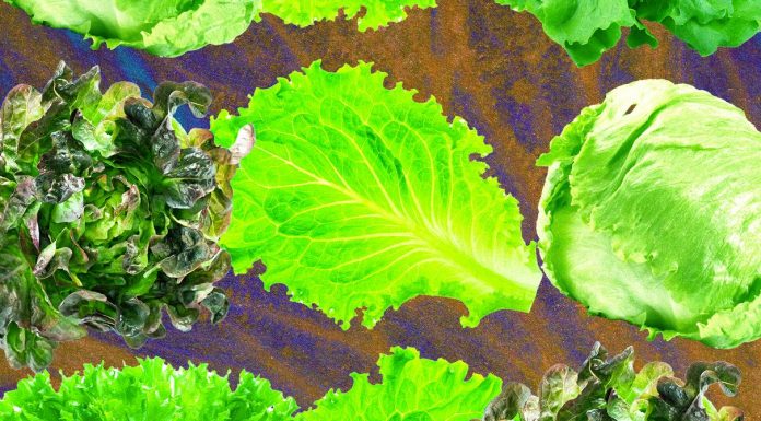 Why Lettuce Is Always Making People Sick