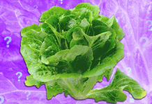 Is It Safe to Eat Lettuce Yet?
