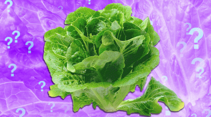 Is It Safe to Eat Lettuce Yet?