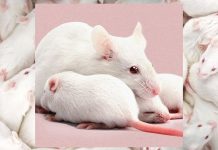 Scientists just created female clones of male mice