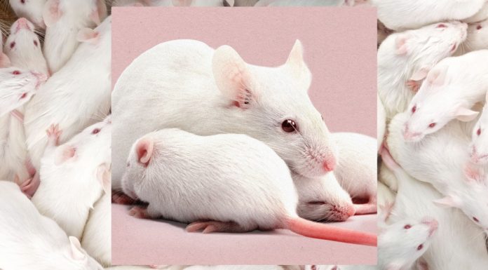 Scientists just created female clones of male mice