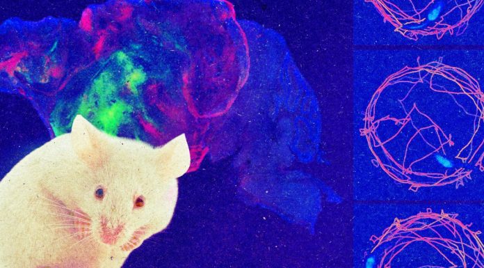 Meet a mouse whose brain cortex is made up of human cells