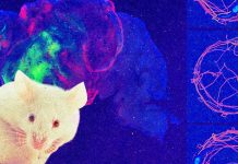 The Download: mice with part-human brains and climate tech innovators