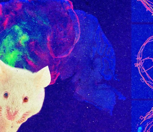 The Download: mice with part-human brains and climate tech innovators